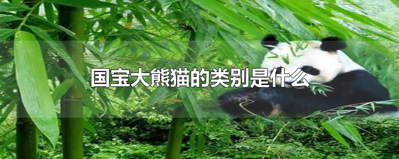 国宝大熊猫的类别是什么