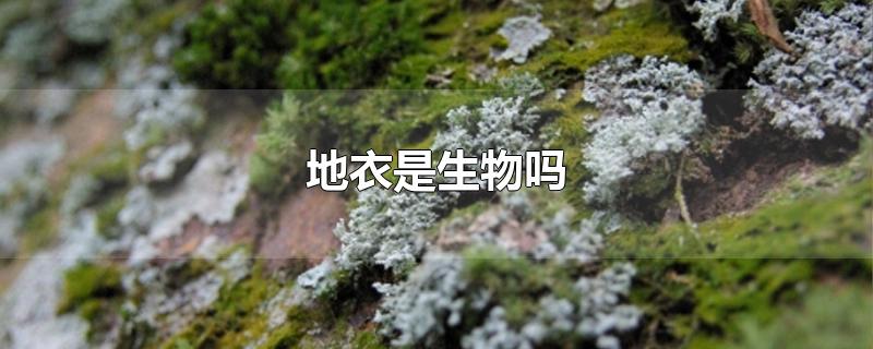 地衣是生物吗-最新地衣是生物吗整理解答