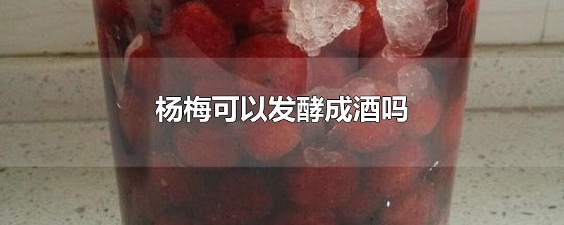 杨梅可以发酵成酒吗-最新杨梅可以发酵成酒吗整理解答