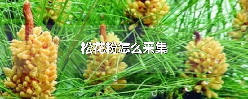 松花粉怎么采集-最新松花粉怎么采集整理解答