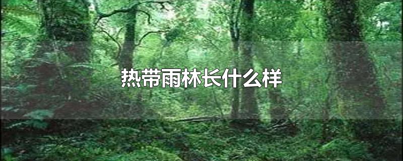 热带雨林长什么样