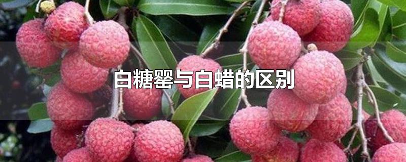 白糖罂与白蜡的区别-最新白糖罂与白蜡的区别整理解答