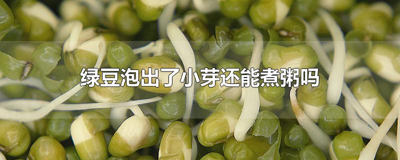 绿豆泡出了小芽还能煮粥吗