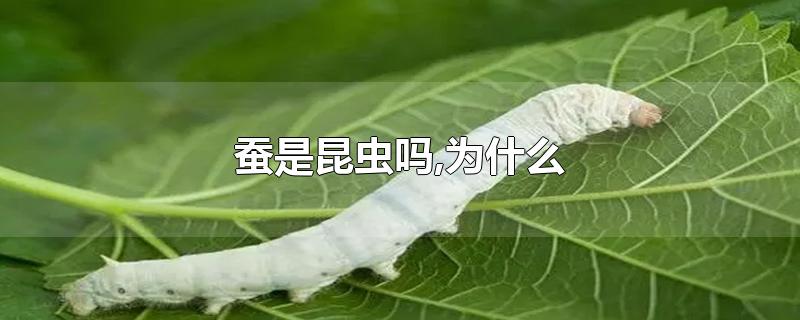 蚕是昆虫吗,为什么-最新蚕是昆虫吗,为什么整理解答