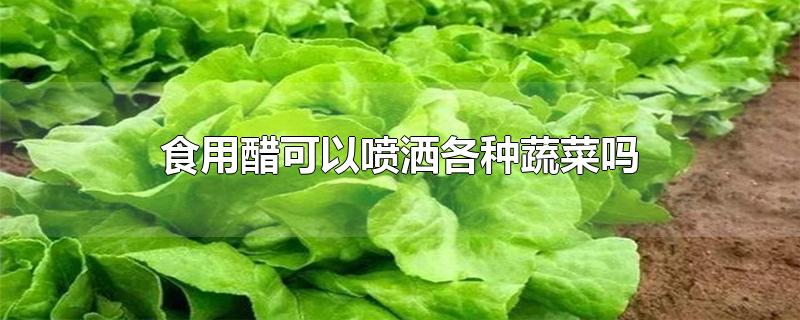 食用醋可以喷洒各种蔬菜吗-最新食用醋可以喷洒各种蔬菜吗整理解答