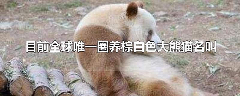 目前全球唯一圈养棕白色大熊猫名叫