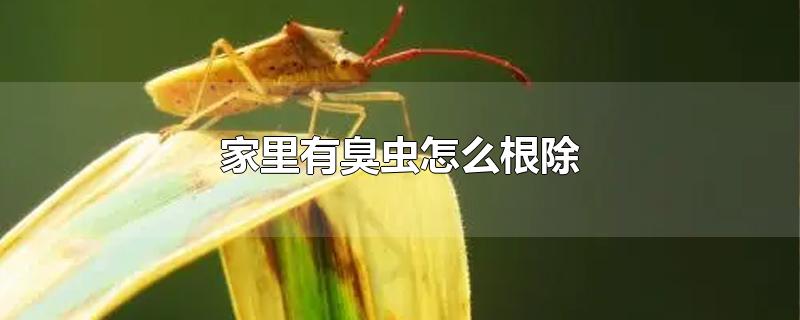 家里有臭虫怎么根除