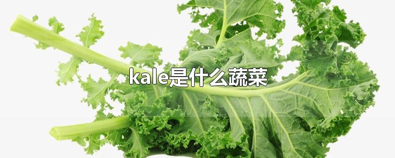 kale是什么蔬菜