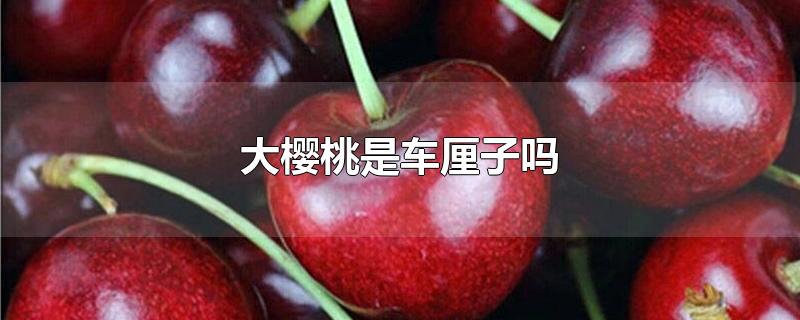 大樱桃是车厘子吗