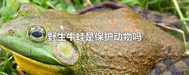 野生牛蛙是保护动物吗