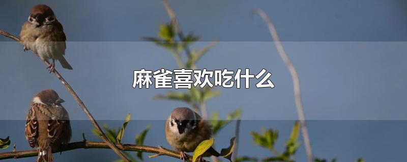 麻雀喜欢吃什么