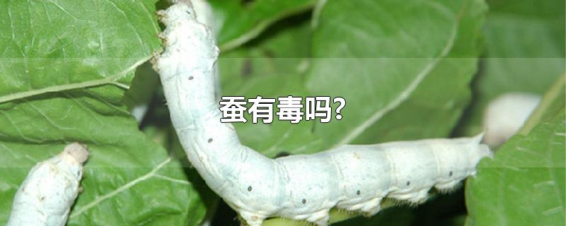 蚕有毒吗?