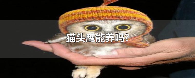 猫头鹰能养吗?