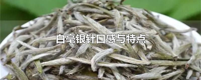 白毫银针口感与特点