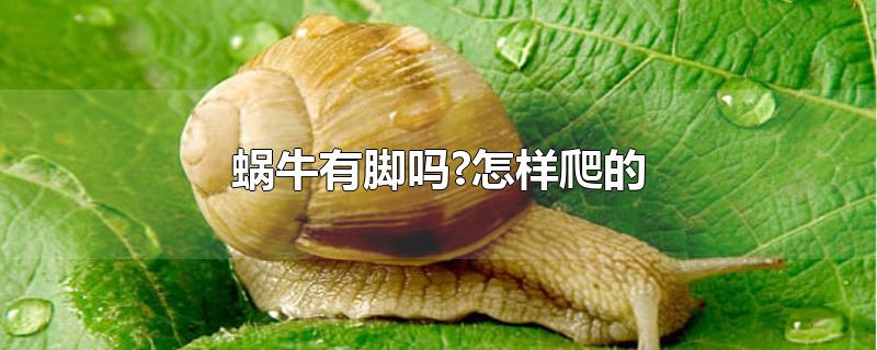 蜗牛有脚吗?怎样爬的-最新蜗牛有脚吗?怎样爬的整理解答