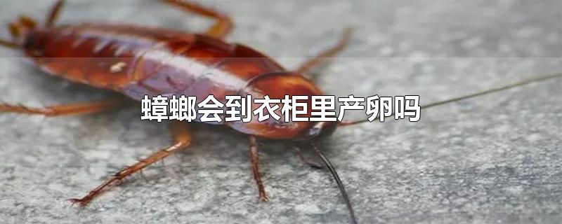 蟑螂会到衣柜里产卵吗-最新蟑螂会到衣柜里产卵吗整理解答