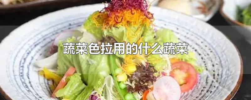 蔬菜色拉用的什么蔬菜