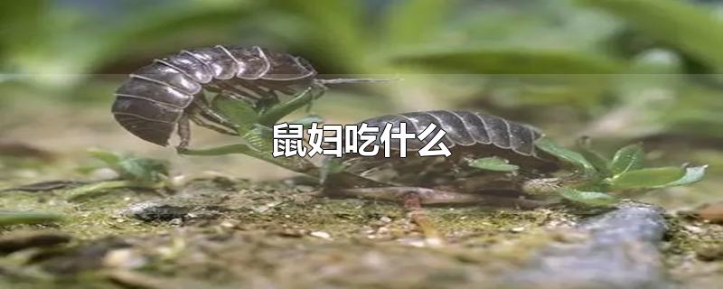 鼠妇吃什么