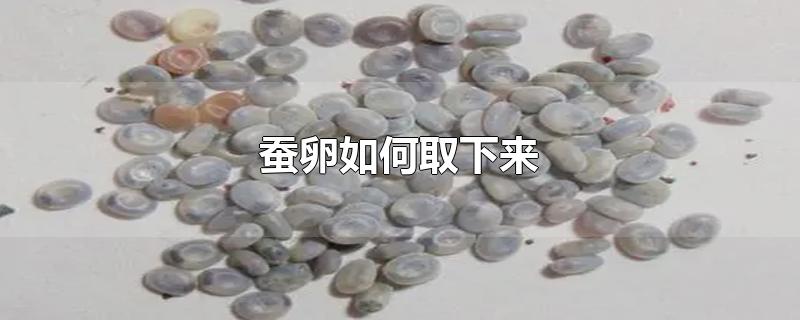 蚕卵如何取下来-最新蚕卵如何取下来整理解答