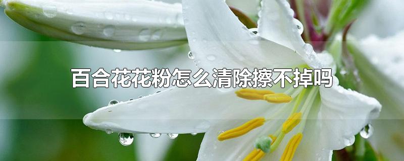 百合花花粉怎么清除擦不掉吗