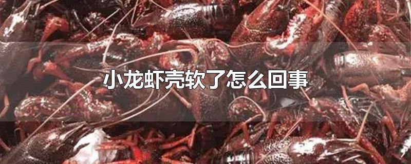 小龙虾壳软了怎么回事