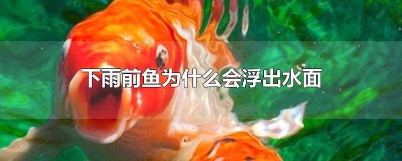 下雨前鱼为什么会浮出水面