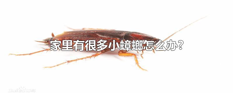 家里有很多小蟑螂怎么办?-最新家里有很多小蟑螂怎么办?整理解答