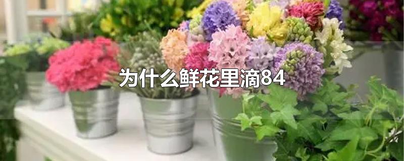 为什么鲜花里滴84-最新为什么鲜花里滴84整理解答