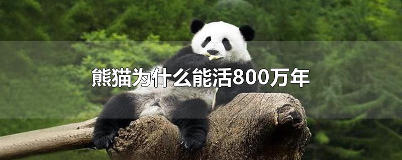 熊猫为什么能活800万年-最新熊猫为什么能活800万年整理解答