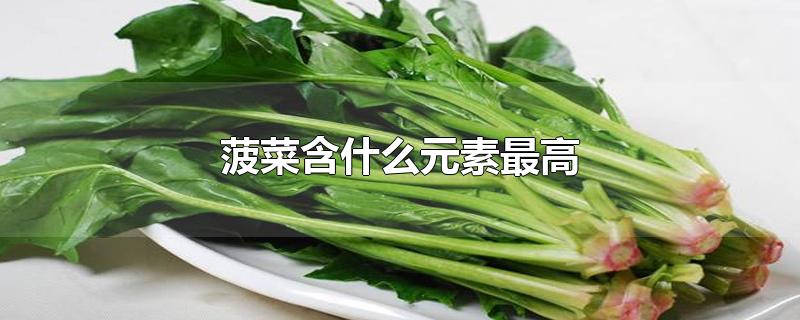 菠菜含什么元素最高-最新菠菜含什么元素最高整理解答