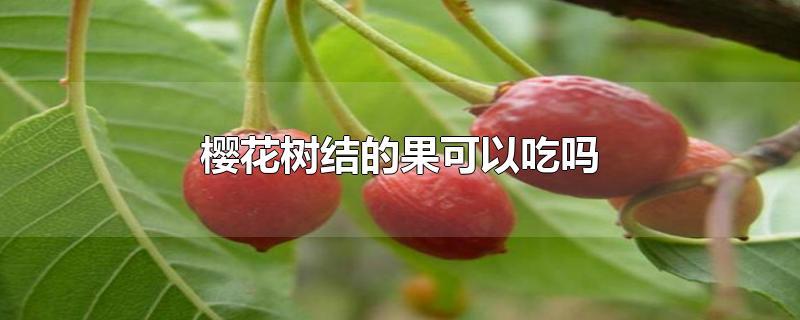 樱花树结的果可以吃吗-最新樱花树结的果可以吃吗整理解答