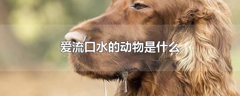 爱流口水的动物是什么-最新爱流口水的动物是什么整理解答