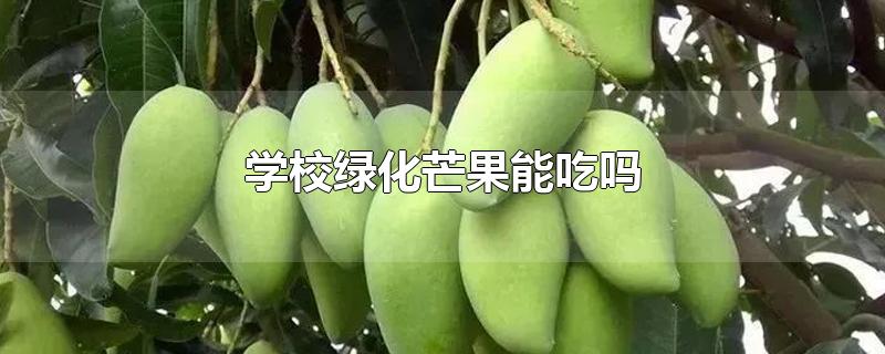 学校绿化芒果能吃吗-最新学校绿化芒果能吃吗整理解答