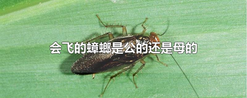 会飞的蟑螂是公的还是母的