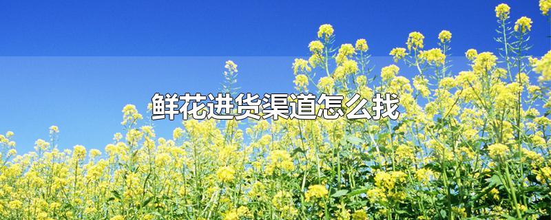 鲜花进货渠道怎么找-最新鲜花进货渠道怎么找整理解答