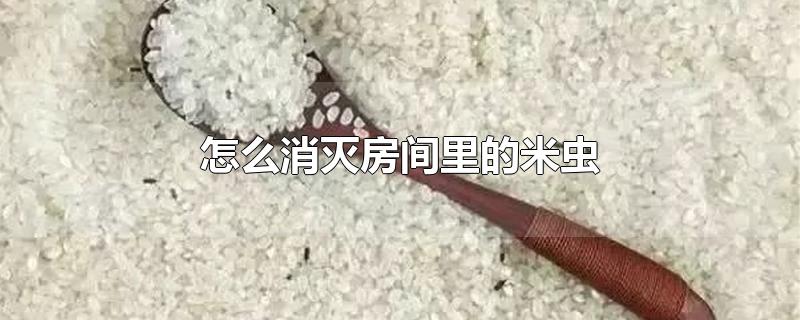 怎么消灭房间里的米虫-最新怎么消灭房间里的米虫整理解答