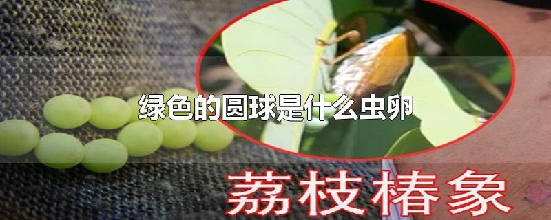 绿色的圆球是什么虫卵-最新绿色的圆球是什么虫卵整理解答