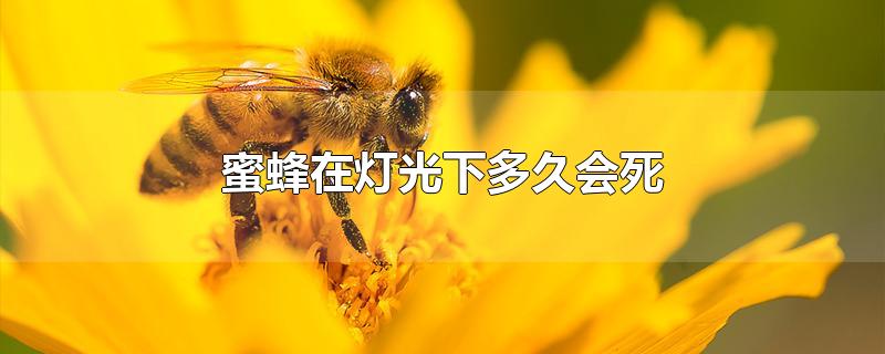 蜜蜂在灯光下多久会死