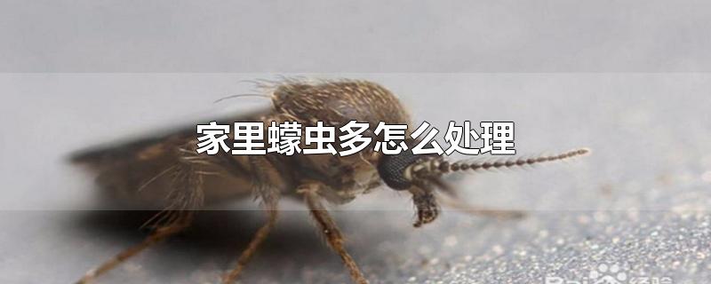 家里蠓虫多怎么处理