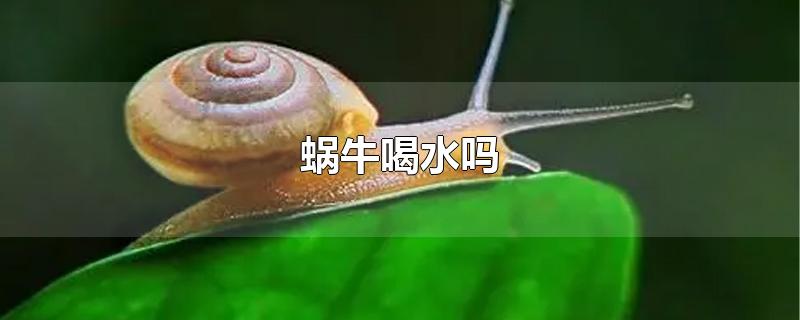 蜗牛喝水吗