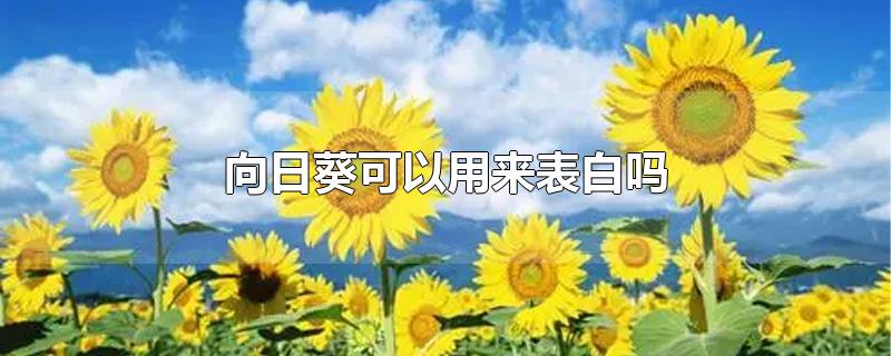 向日葵可以用来表白吗-最新向日葵可以用来表白吗整理解答