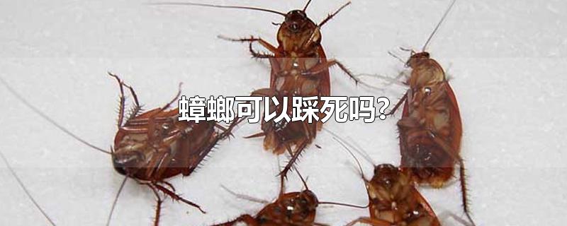 蟑螂可以踩死吗?