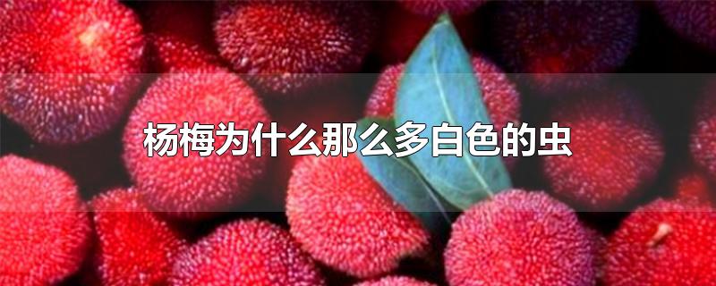 杨梅为什么那么多白色的虫-最新杨梅为什么那么多白色的虫整理解答