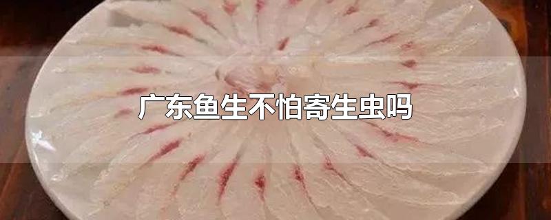 广东鱼生不怕寄生虫吗