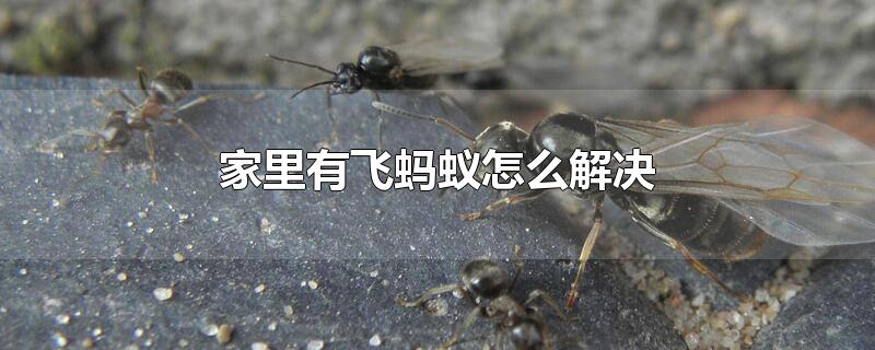 家里有飞蚂蚁怎么解决