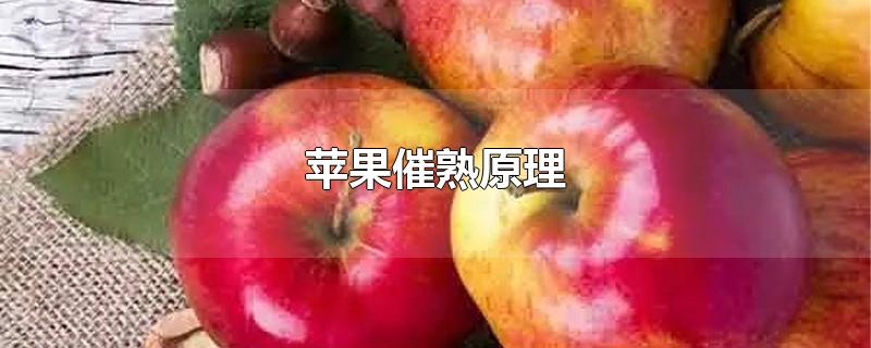 苹果催熟原理-最新苹果催熟原理整理解答