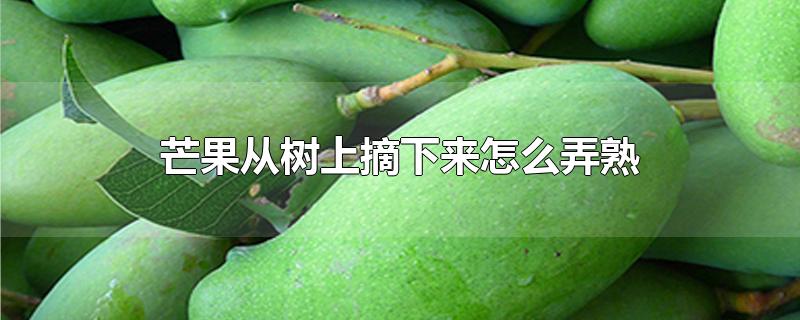 芒果从树上摘下来怎么弄熟-最新芒果从树上摘下来怎么弄熟整理解答