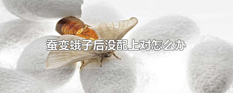 蚕变蛾子后没配上对怎么办