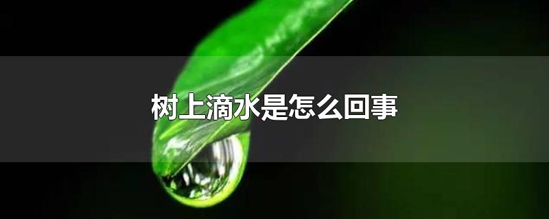 树上滴水是怎么回事