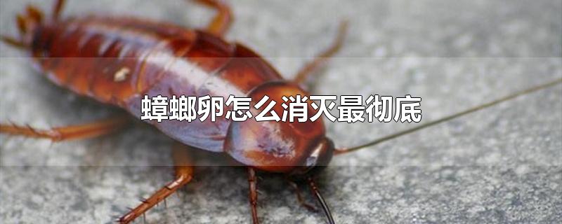 蟑螂卵怎么消灭最彻底-最新蟑螂卵怎么消灭最彻底整理解答